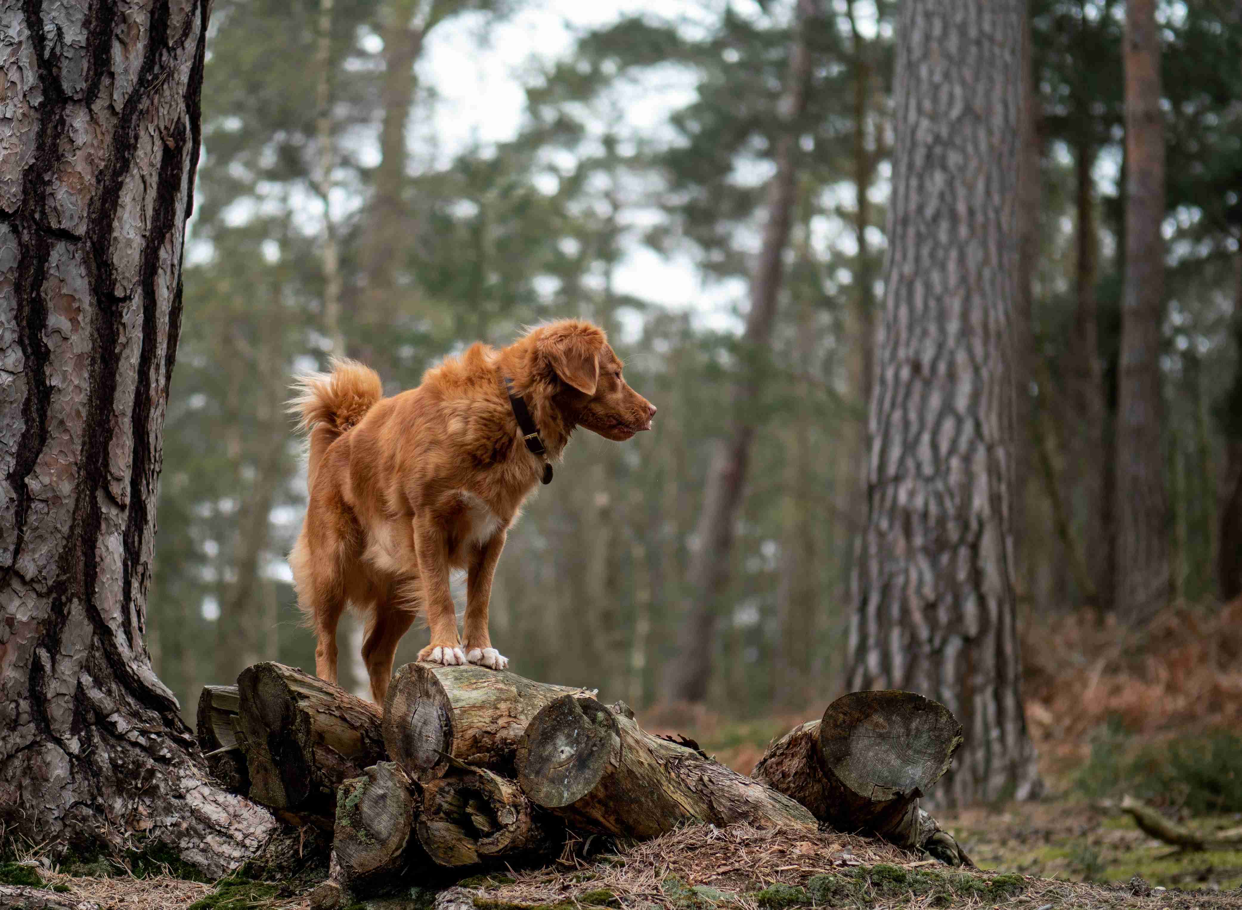 Are Golden Retrievers good with cats?